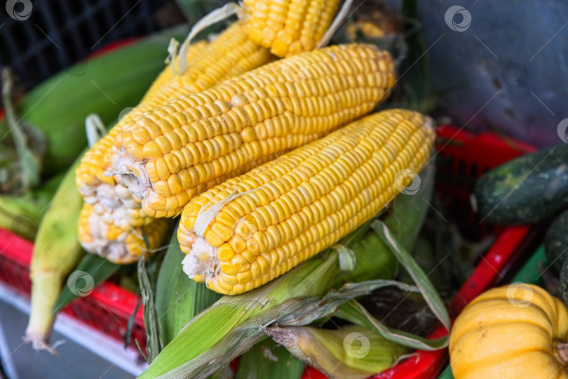 Скачать Крупный план свежих кукурузных початков sweet bap или ngo в красной пластиковой корзинке на традиционном уличном продуктовом рынке в Хойане Вьетнам фотосток Ozero