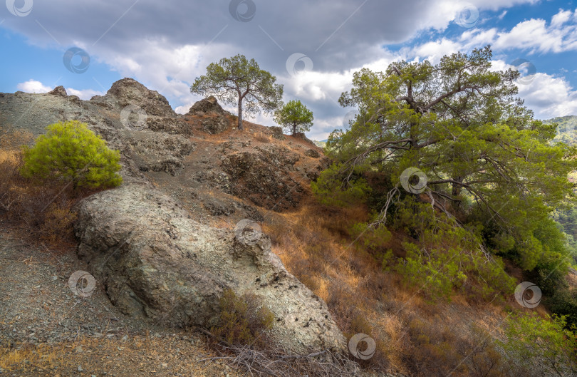 Скачать Горные сосны, растущие на скалах фотосток Ozero