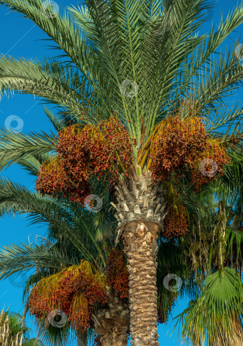 Скачать финиковая пальма с висящими на ней спелыми финиками фотосток Ozero