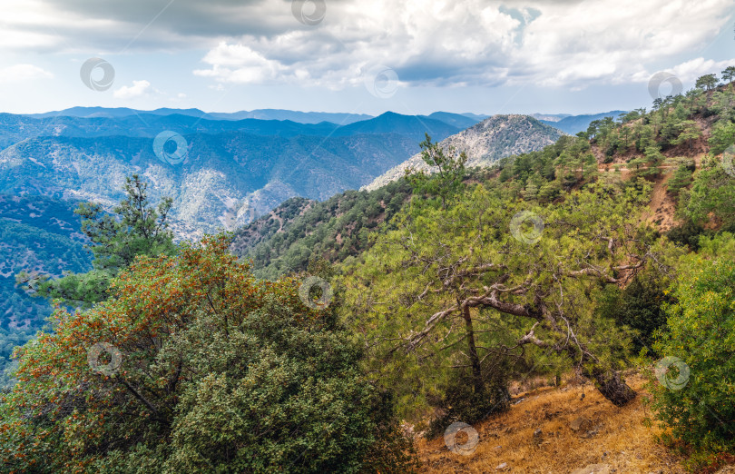 Скачать Горный массив Троодос на острове Кипр, поросший сосновым лесом фотосток Ozero
