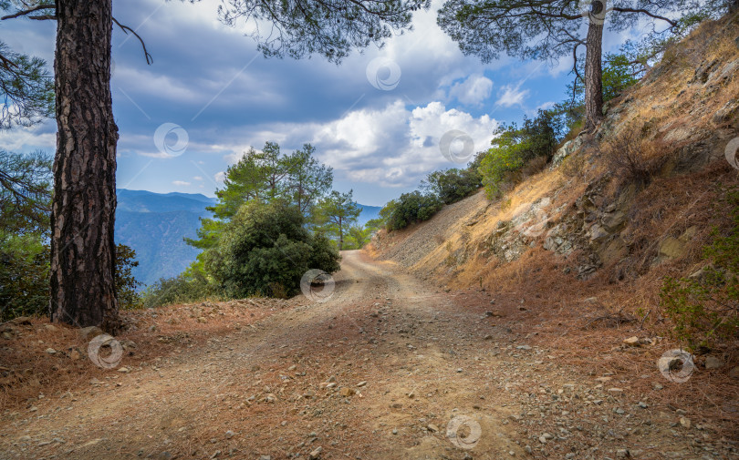 Скачать Извилистая грунтовая дорога, ведущая через покрытый лесом горный хребет Троодос на острове Кипр фотосток Ozero