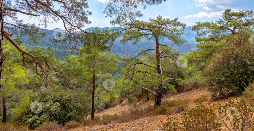 Скачать высокогорный сосновый лес в горном массиве Троодос на острове Кипр фотосток Ozero