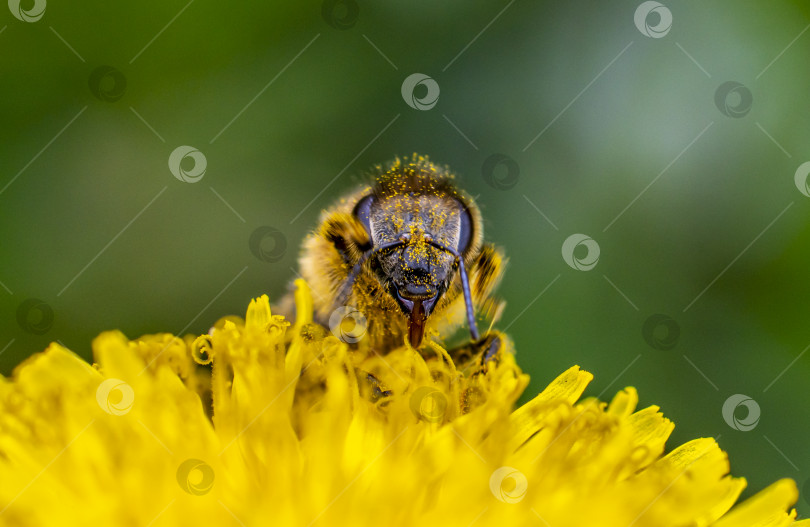 Скачать крупный план пчелы, покрытой желтой пыльцой, на ярко-желтом одуванчике фотосток Ozero