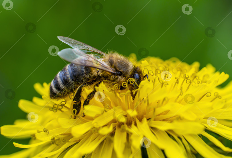 Скачать крупный план пчелы, покрытой желтой пыльцой, на ярко-желтом одуванчике фотосток Ozero