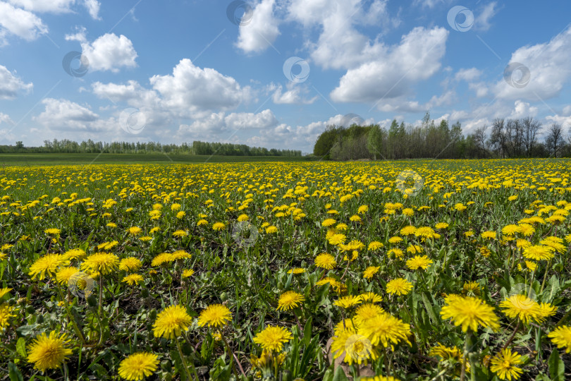 Скачать поле желтых одуванчиков в солнечный весенний день фотосток Ozero