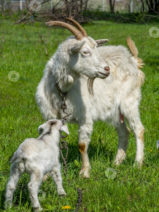 Скачать Белая коза на цепи стоит с маленьким козленком на зеленой траве фотосток Ozero