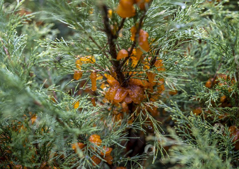 Скачать обильные наросты во время дождя из спор гриба Tremella sabinae фотосток Ozero