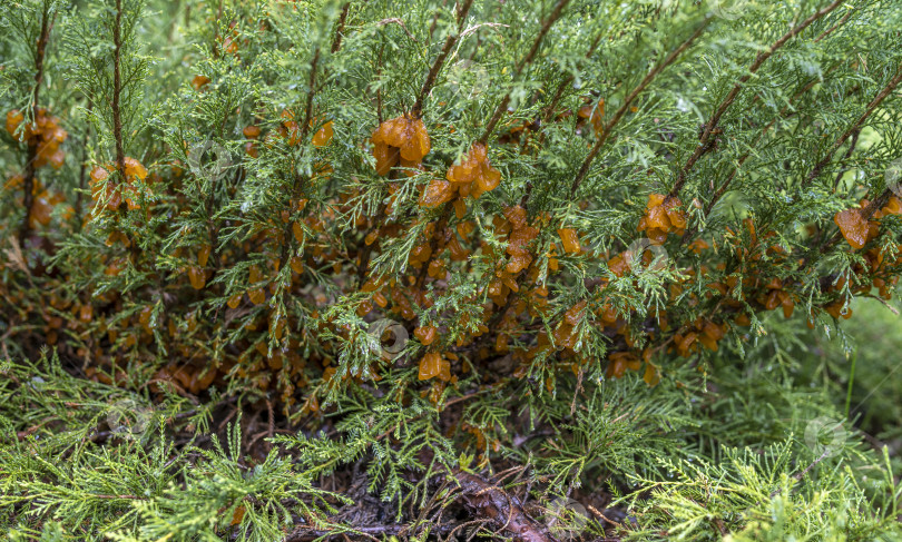 Скачать обильные наросты во время дождя из спор гриба Tremella sabinae фотосток Ozero