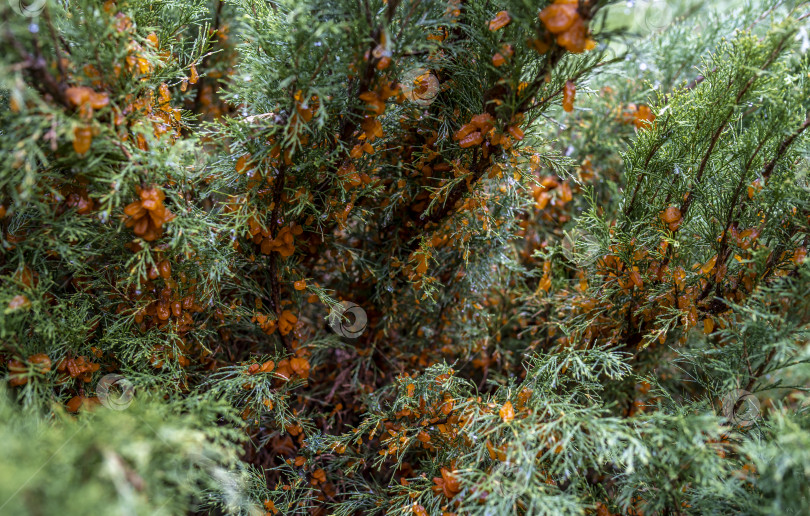 Скачать обильные наросты во время дождя из спор гриба Tremella sabinae фотосток Ozero