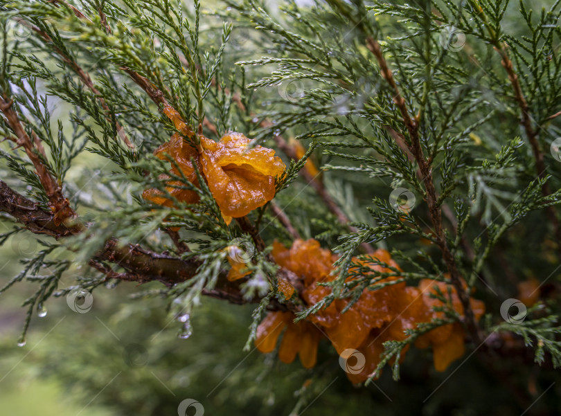 Скачать обильные наросты во время дождя из спор гриба Tremella sabinae фотосток Ozero