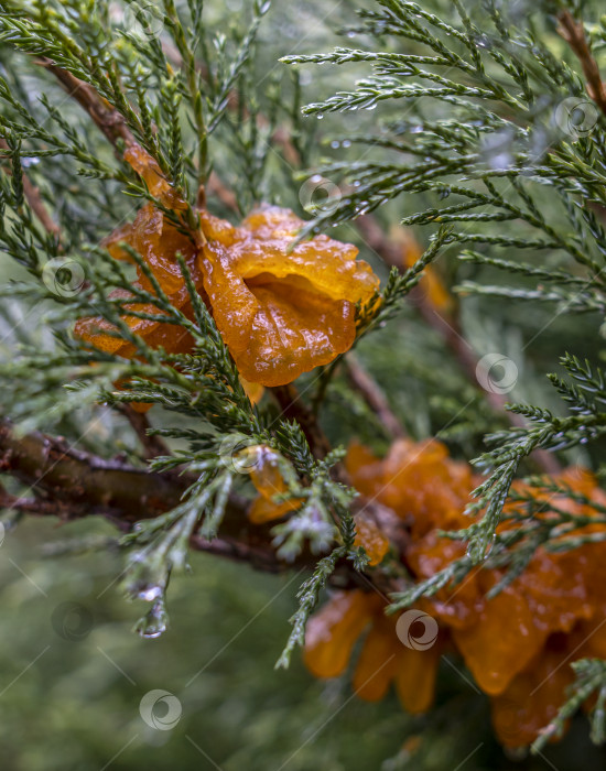 Скачать обильные наросты во время дождя из спор гриба Tremella sabinae фотосток Ozero