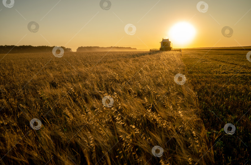 Скачать Сбор урожая зерна на ячменном поле на закате, фотосток Ozero