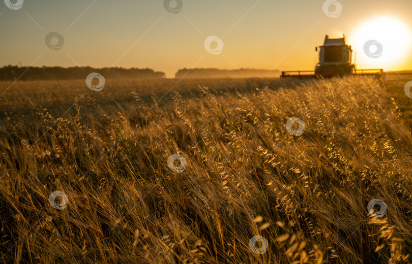 Скачать Сбор урожая зерна на ячменном поле на закате, фотосток Ozero