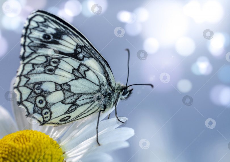 Скачать Бабочка Галатея в лучах сверкающего весеннего солнца отвернулась от цветка маргаритки фотосток Ozero