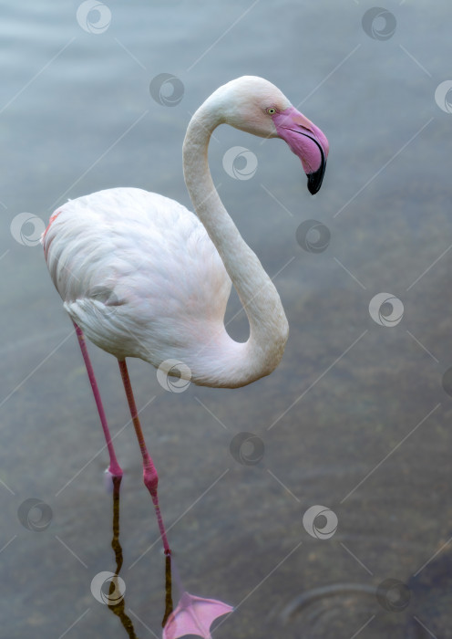 Скачать один розовый фламинго крупным планом стоит в воде фотосток Ozero