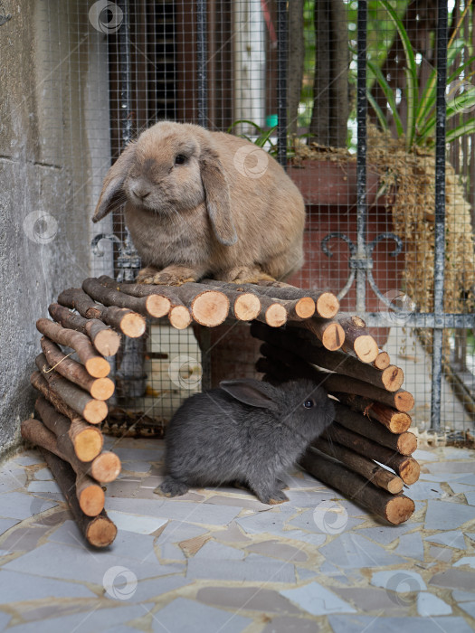 Скачать Маленький симпатичный серый кролик и его мама играют на балконе. Домашнее животное крупным планом. Концепция пасхального или осеннего сбора урожая. фотосток Ozero