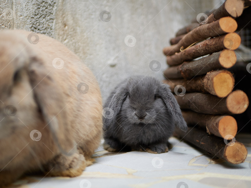 Скачать Маленький симпатичный серый кролик сидит рядом с мамой. Домашнее животное крупным планом. фотосток Ozero