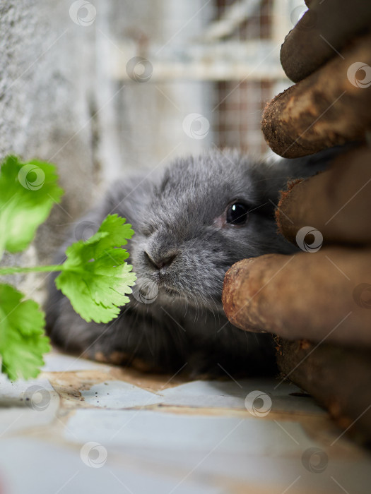 Скачать Маленький симпатичный серый кролик сидит на балконе. Домашнее животное крупным планом. Концепция пасхального или осеннего сбора урожая. фотосток Ozero