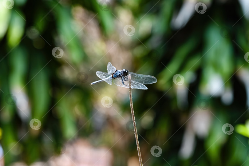 Скачать Голубая стрекоза orthetrum albistylum сидит на сухой ветке на фоне зеленых листьев в стиле боке во Вьетнаме фотосток Ozero
