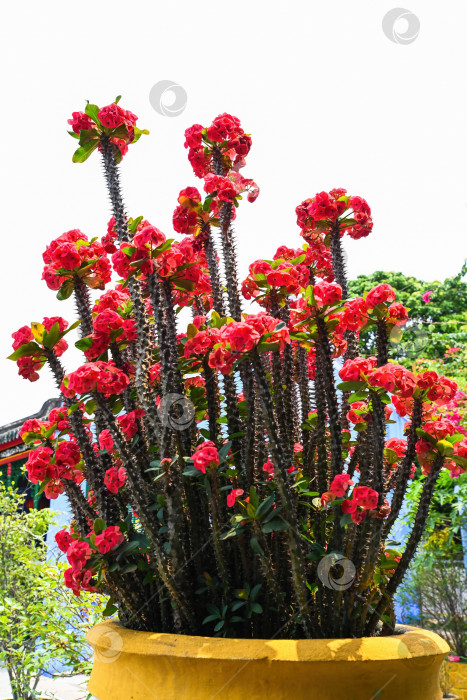 Скачать Красивый цветущий красный терновый венец euphorbia milii - цветы, растущие в желтом глиняном горшке на открытом воздухе фотосток Ozero