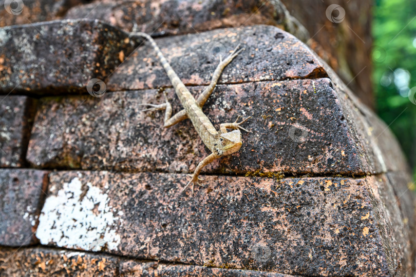 Скачать Восточная садовая ящерица calotes versicolor сидит на древней выветренной стене из красного кирпича на руинах храма во Вьетнаме фотосток Ozero