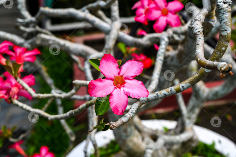 Скачать Красивый розовый цветок пустынной розы adenium obesum, распускающийся на ветке с рельефным стволом в тропическом саду крупным планом фотосток Ozero