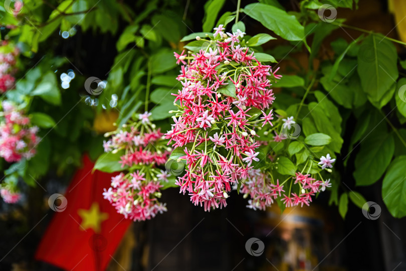 Скачать Красивые лианы combretum indicum rangoon, распускающиеся на виноградной лозе, на фоне размытого флага Вьетнама фотосток Ozero