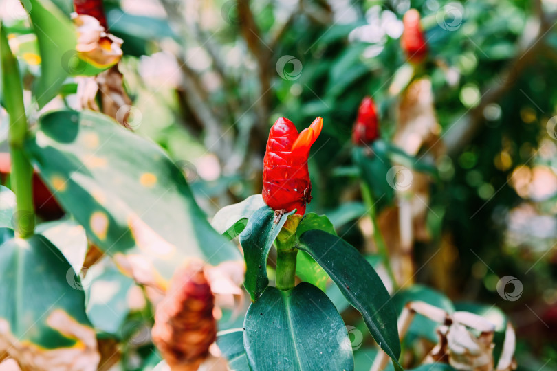 Скачать Ярко-красный цветок costus woodsonii, распускающийся на зеленом стебле в окружении пышных листьев в тропическом саду во Вьетнаме фотосток Ozero