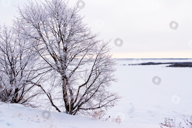 Скачать Покрытые инеем деревья на фоне тумана и низких облаков фотосток Ozero