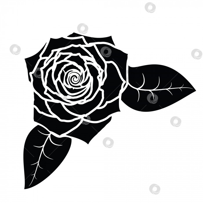 Скачать Силуэт цветущей розы фотосток Ozero