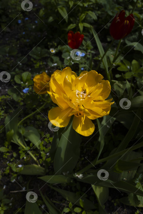 Скачать тюльпаны фотосток Ozero