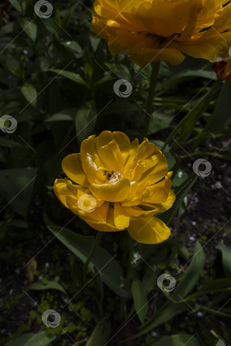 Скачать тюльпаны фотосток Ozero