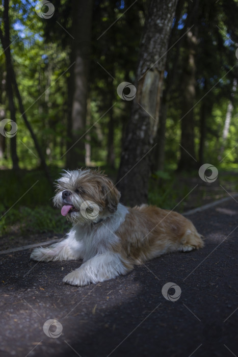 Скачать собака ши тцу лежит фотосток Ozero