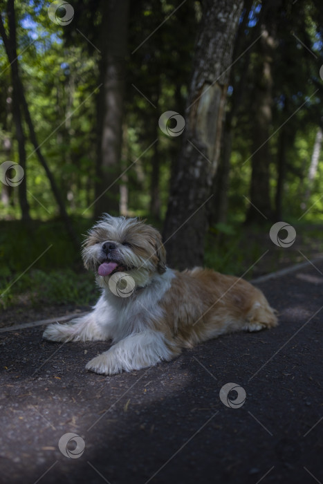 Скачать собака ши тцу лежит фотосток Ozero