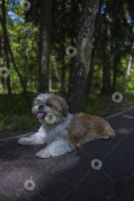 Скачать собака ши-тцу лжет фотосток Ozero