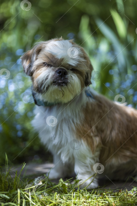 Скачать собака ши тцу сидит фотосток Ozero