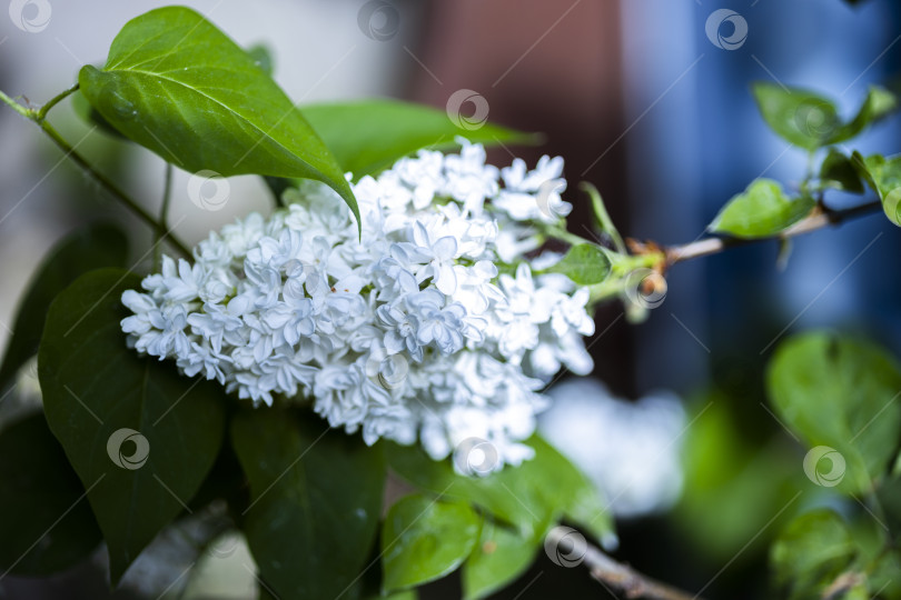 Скачать сирень цветет фотосток Ozero