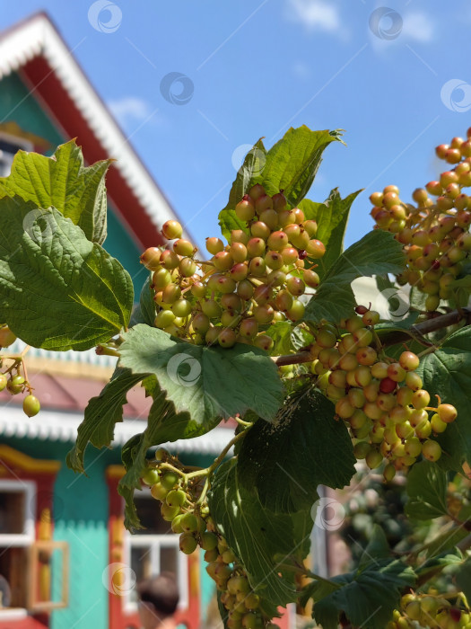 Скачать Ветка с ягодами неспелой калины на фоне деревенского домика фотосток Ozero