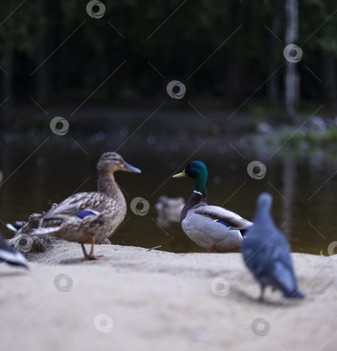 Скачать утка и селезень фотосток Ozero