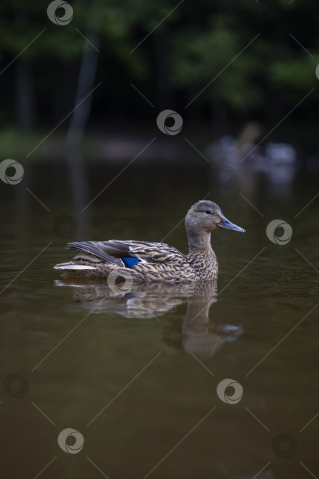 Скачать утка фотосток Ozero