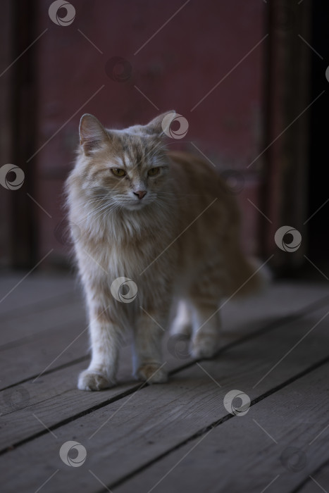 Скачать рыжая кошка фотосток Ozero
