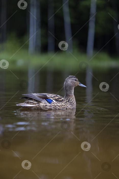 Скачать утка плавает фотосток Ozero