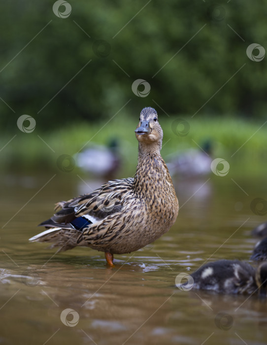 Скачать утка с утятами фотосток Ozero