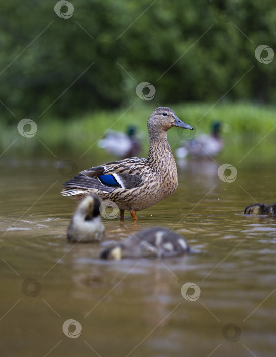 Скачать утка с утятами фотосток Ozero