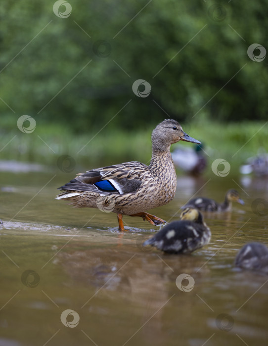 Скачать утка с утятами фотосток Ozero