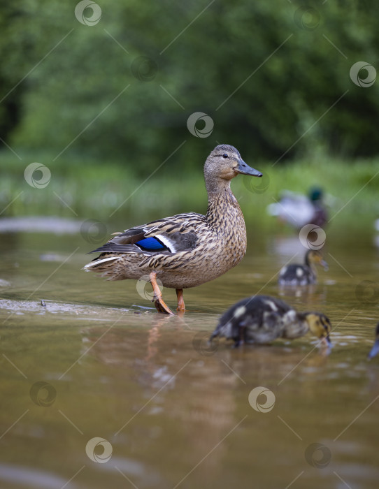 Скачать утка с утятами фотосток Ozero