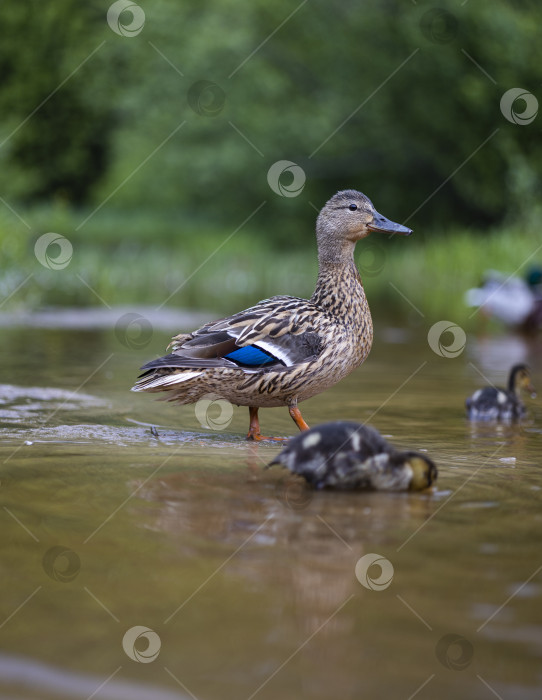 Скачать утка с утятами фотосток Ozero