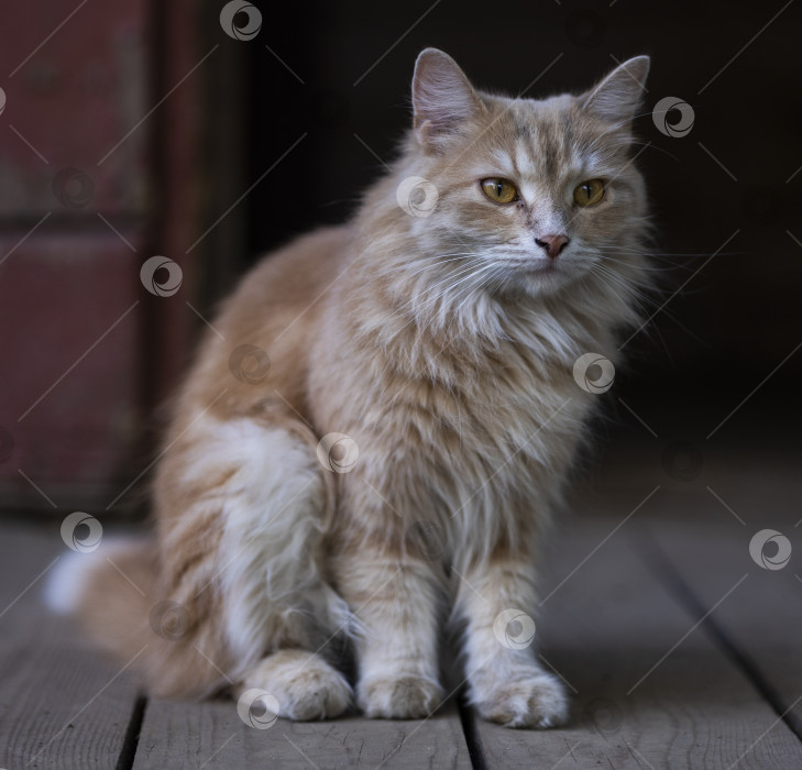 Скачать рыжая кошка фотосток Ozero