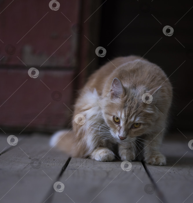 Скачать рыжая кошка фотосток Ozero