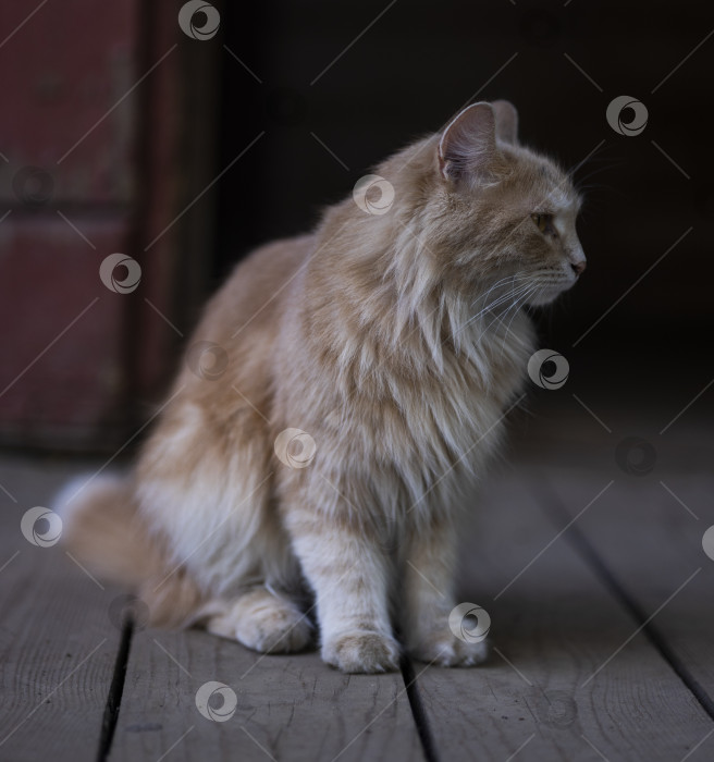 Скачать рыжая кошка фотосток Ozero